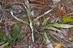 Carolina silkgrass